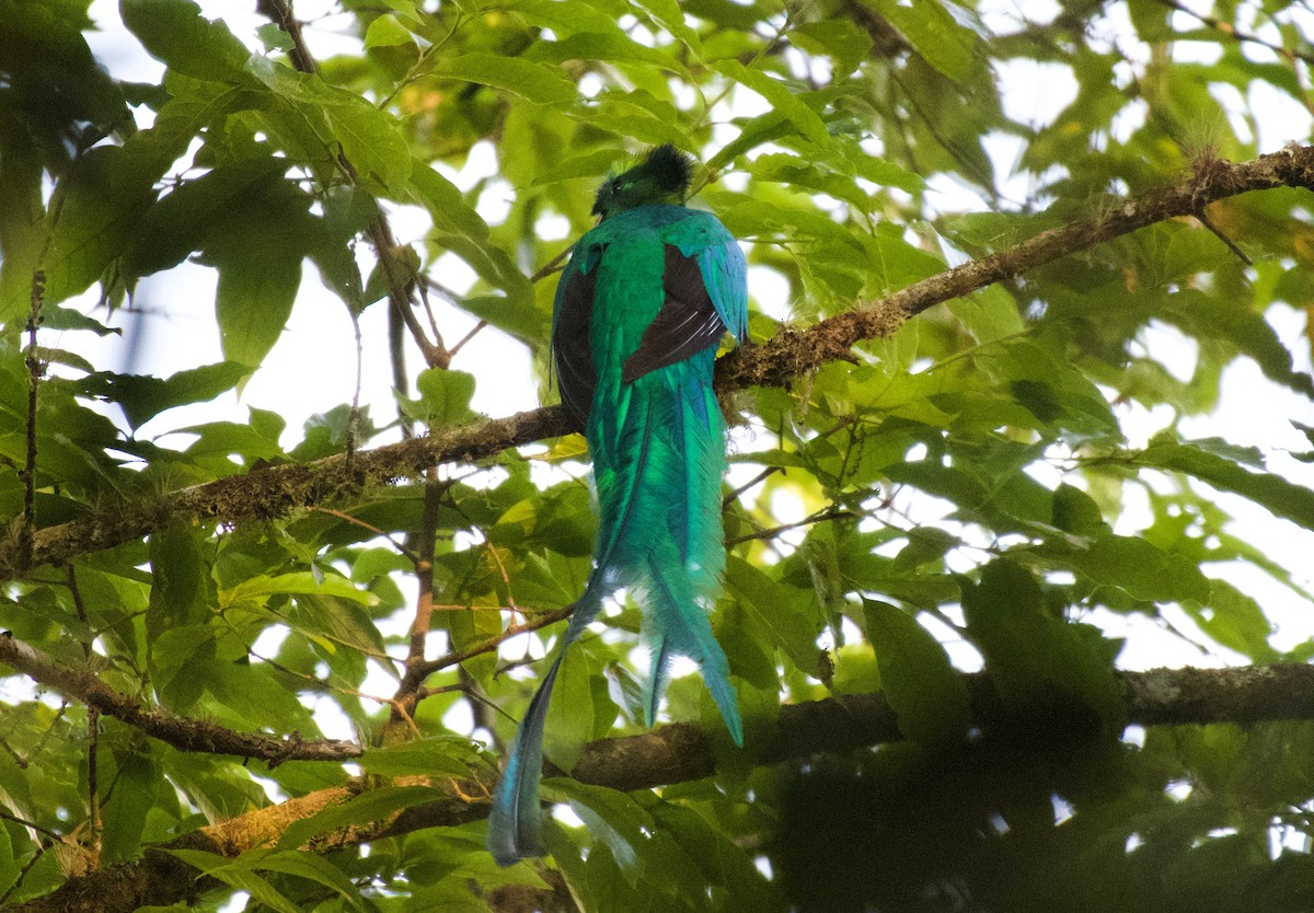 Quetzal Guatemalteco - ML323089681
