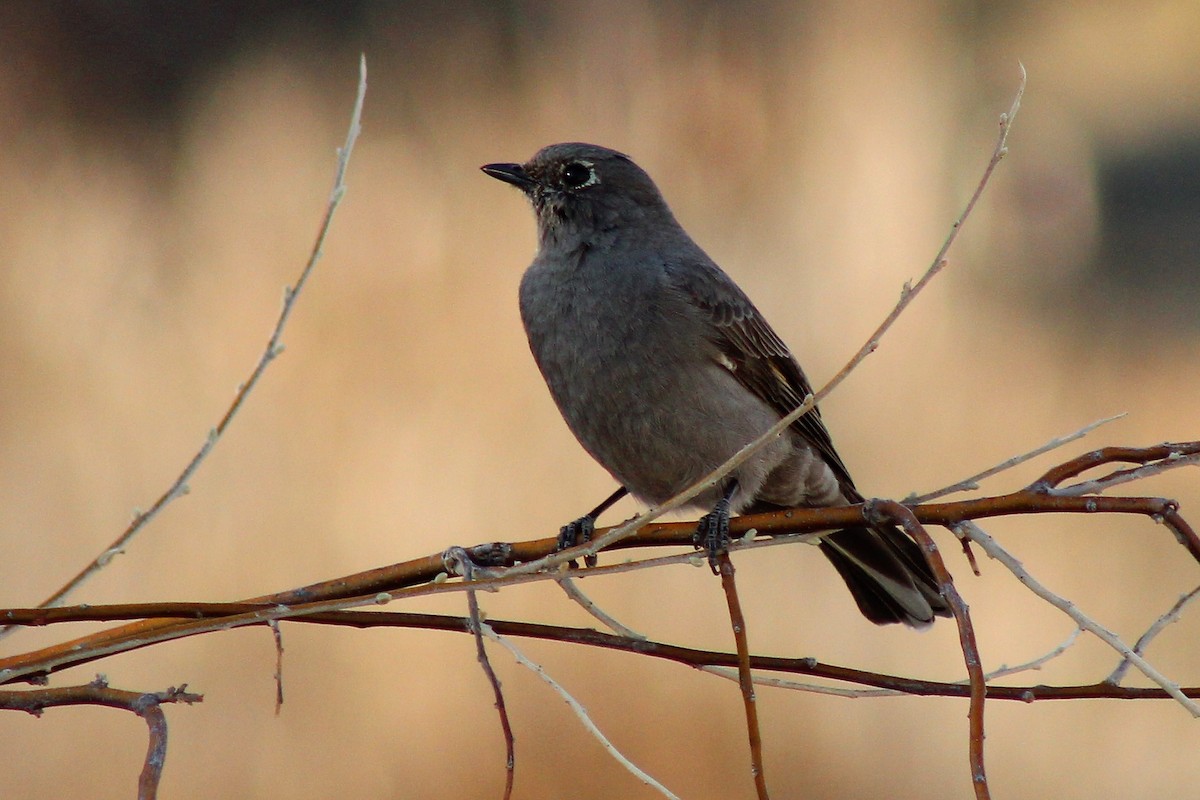 Townsend's Solitaire - ML323090081
