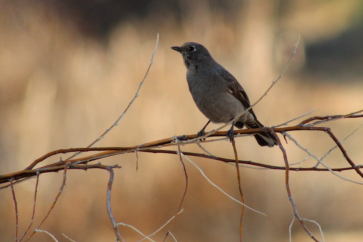 Townsend's Solitaire - ML323090111