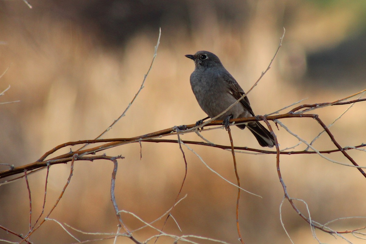 Townsend's Solitaire - David Lerwill