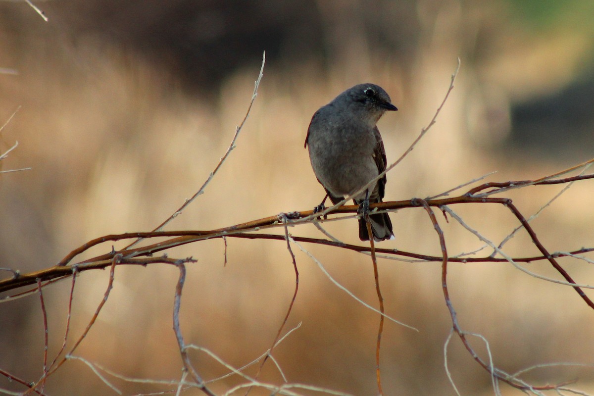 Townsend's Solitaire - ML323090131