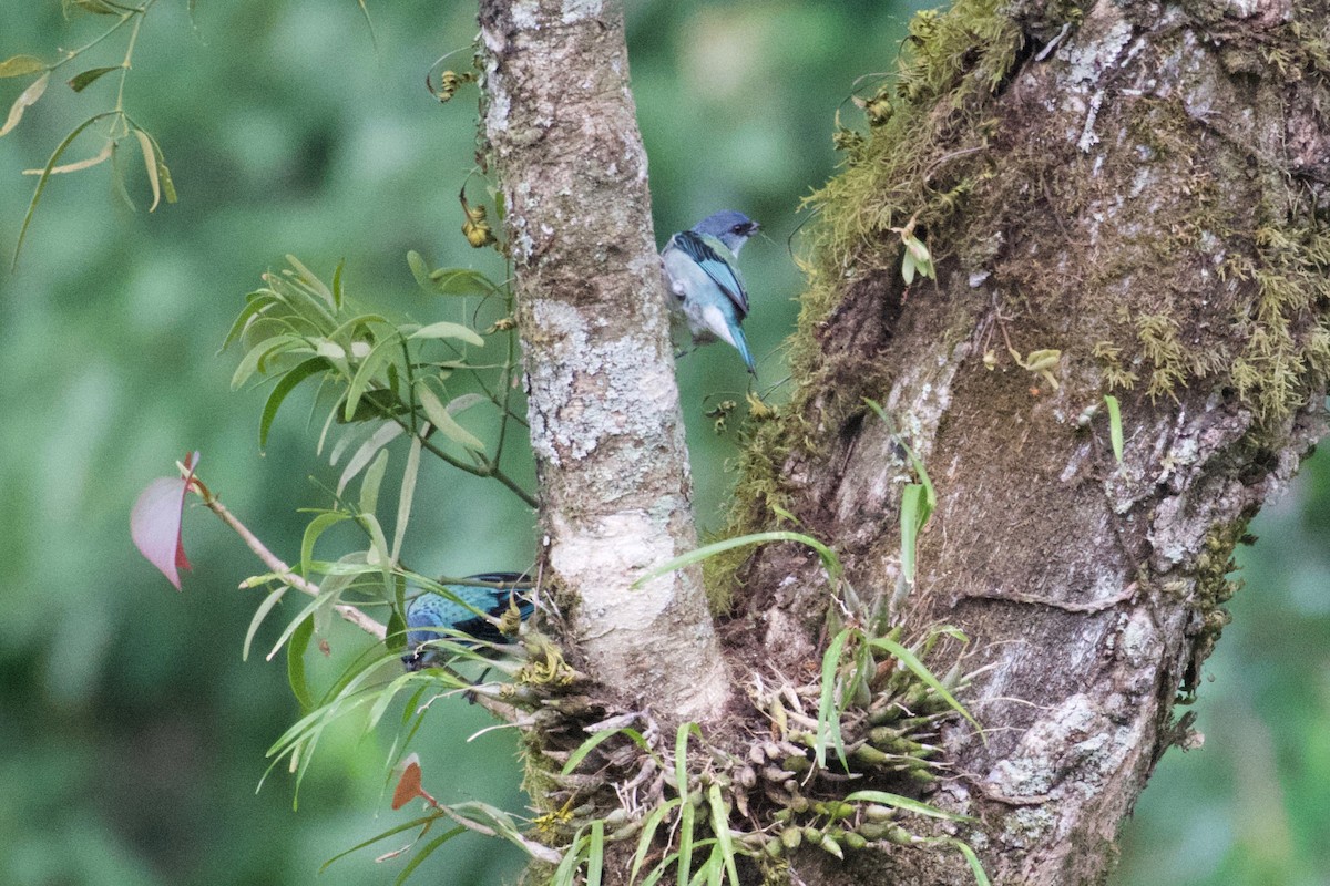 Azure-rumped Tanager - ML323093581