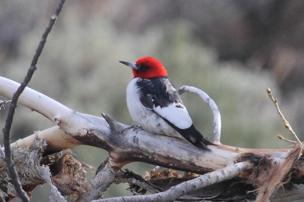 Red-headed Woodpecker - Rob Lowry