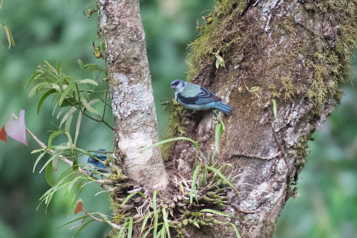 Azure-rumped Tanager - ML323093601