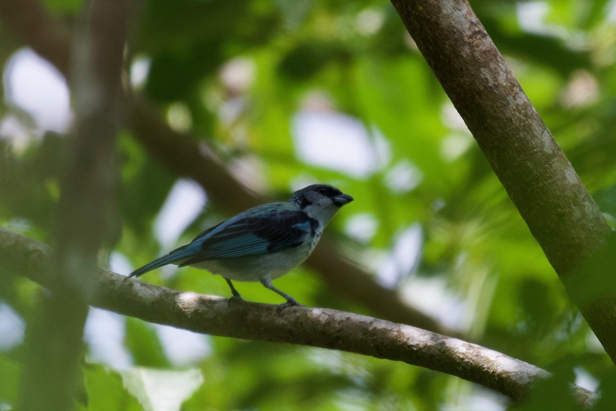 Azure-rumped Tanager - ML323093681