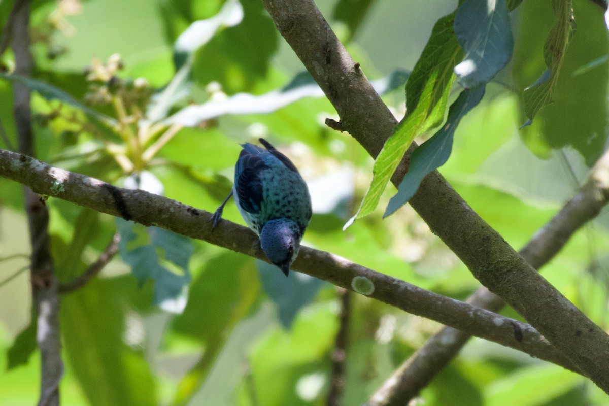 Azure-rumped Tanager - ML323093701