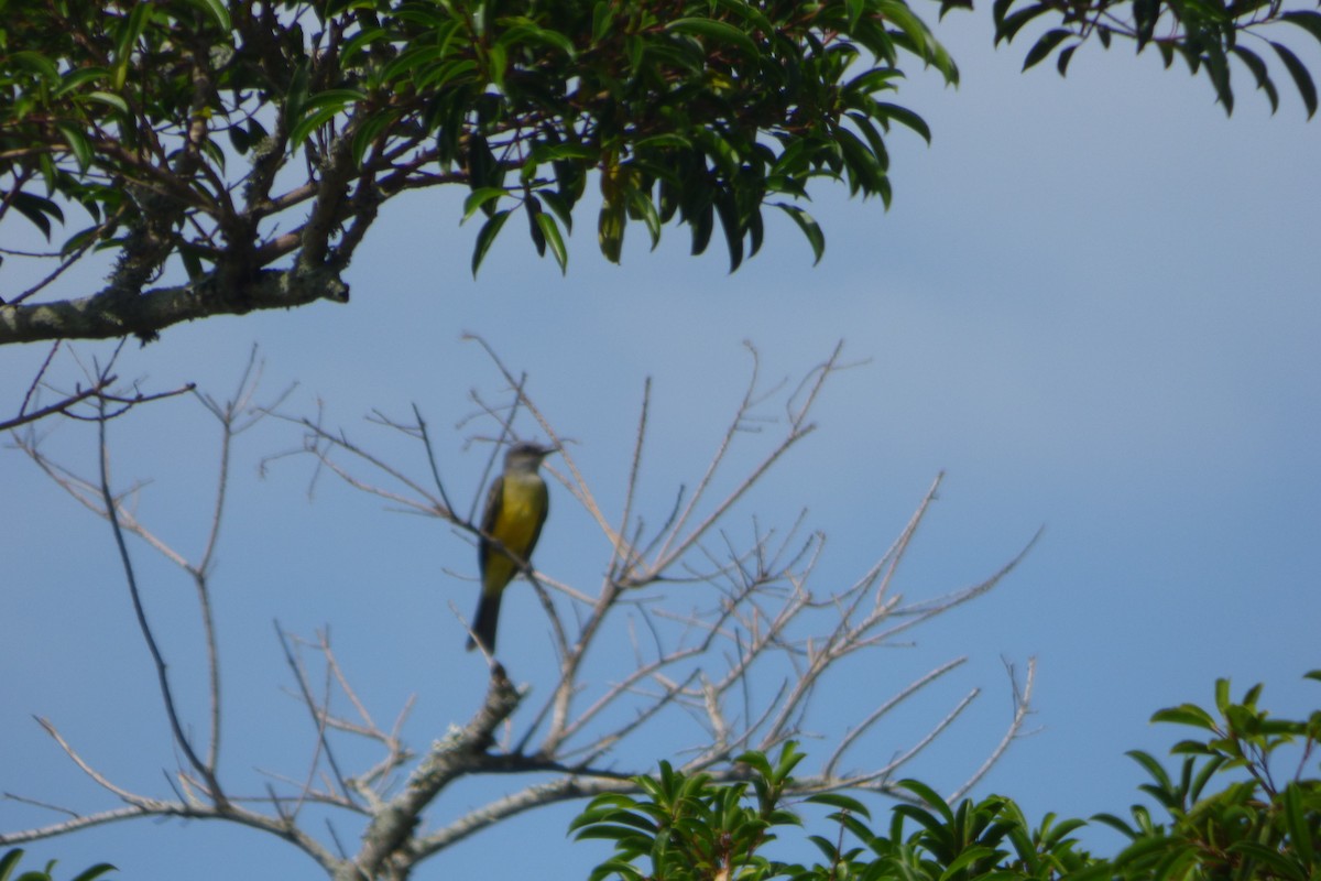 Tropical Kingbird - Deusdedith AlvesFilho