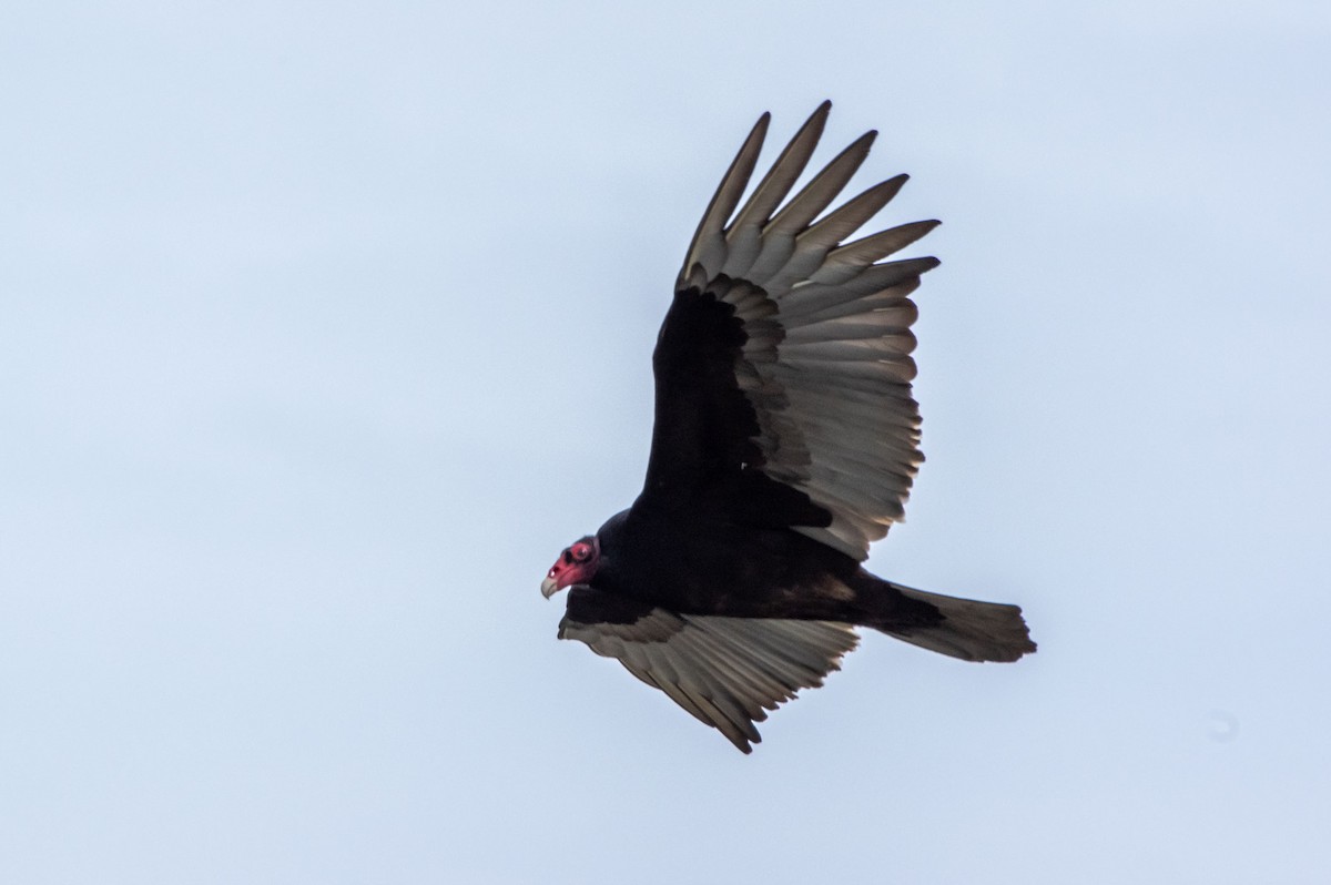 Turkey Vulture - Phil Kahler