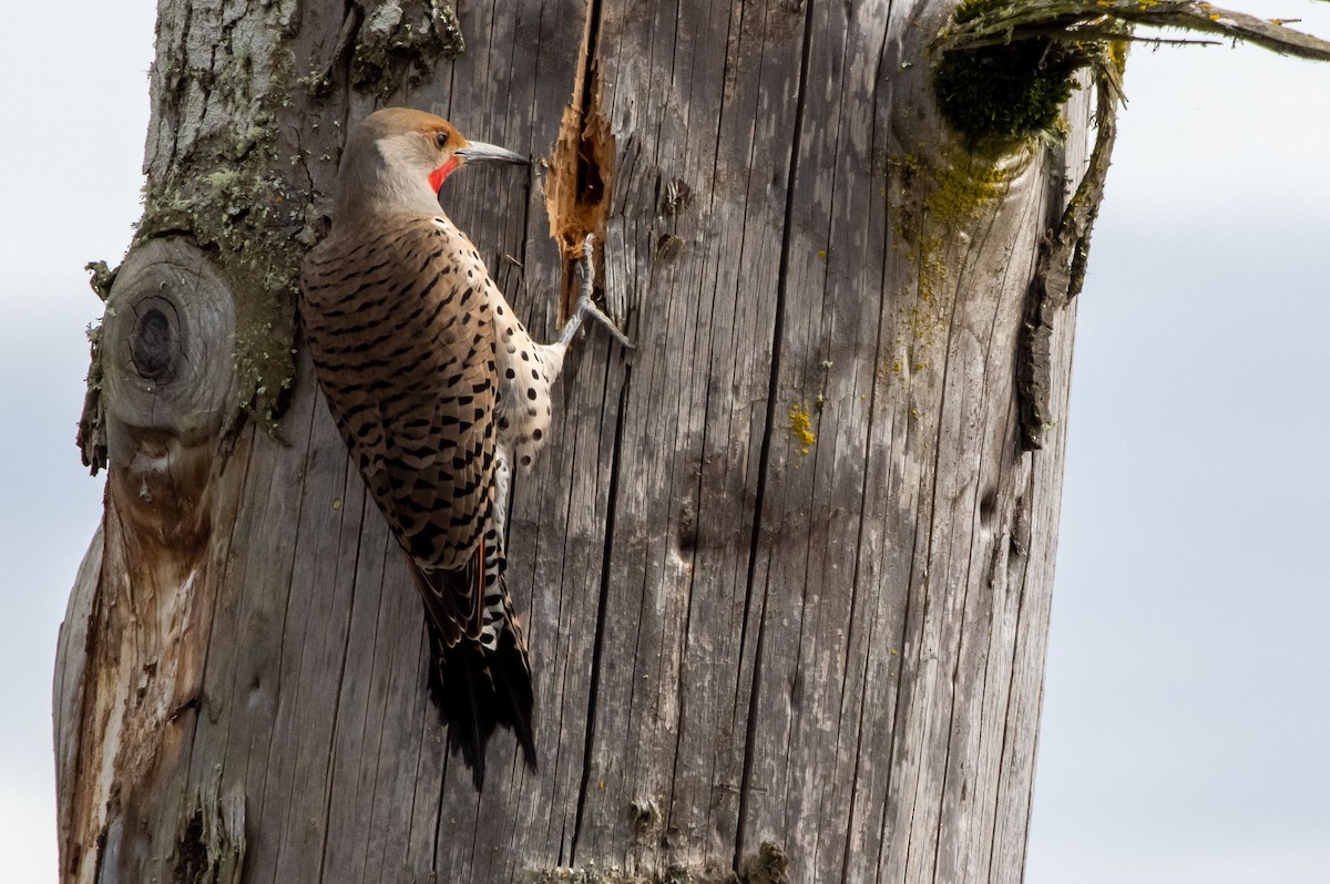 Northern Flicker (Red-shafted) - ML323100851