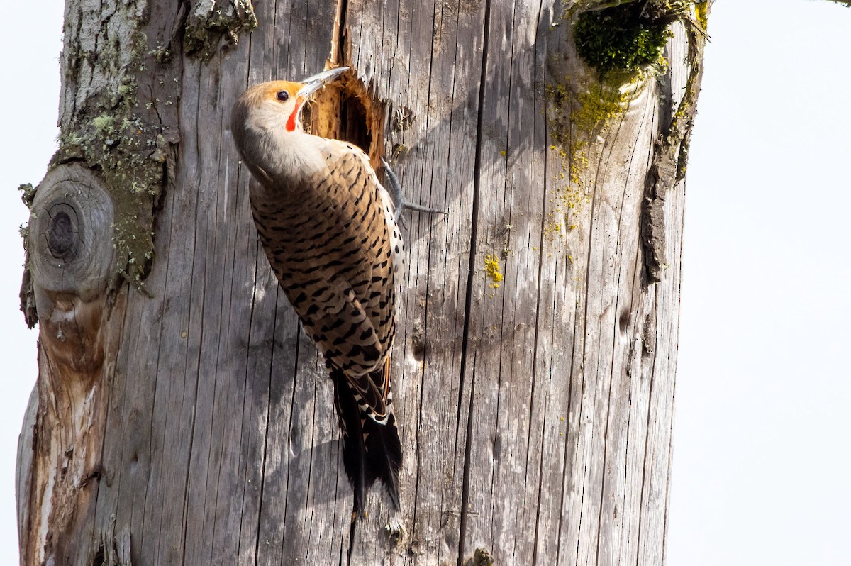Northern Flicker (Red-shafted) - ML323100861