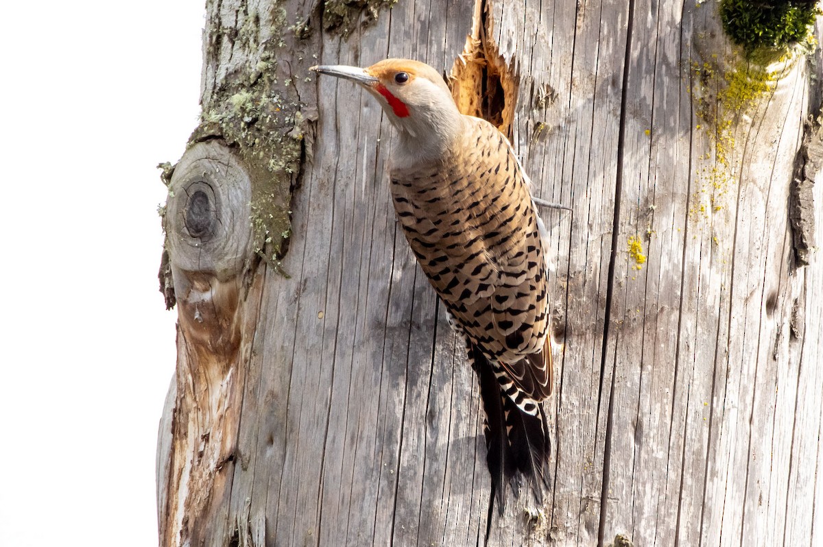 Northern Flicker (Red-shafted) - ML323100871
