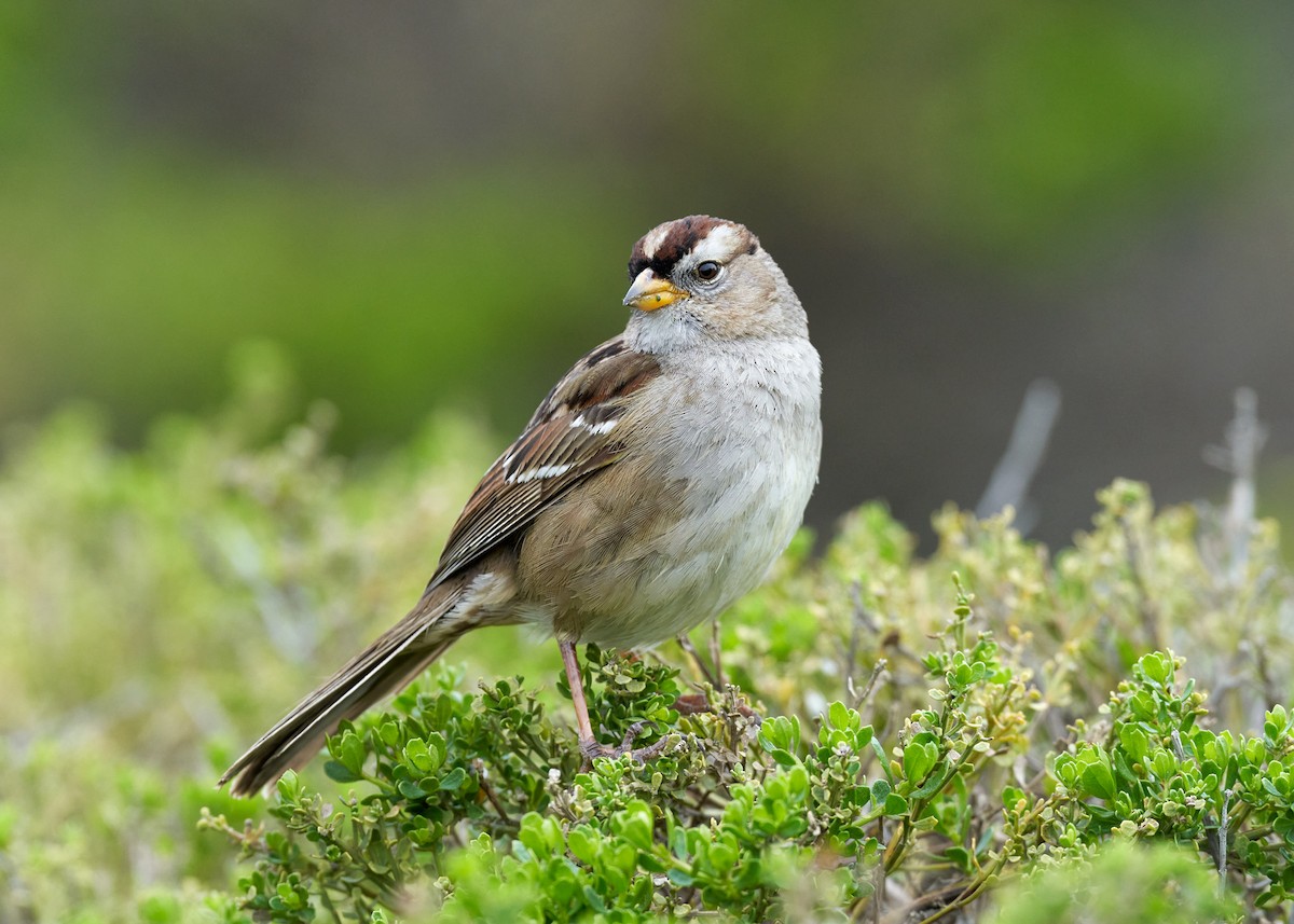 White-crowned Sparrow (Yellow-billed) - ML323102741