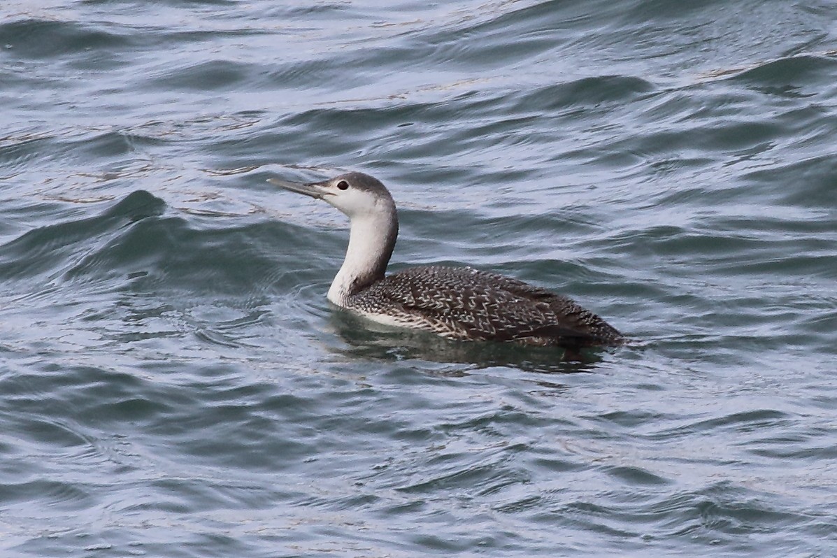 Red-throated Loon - Forrest Wallace