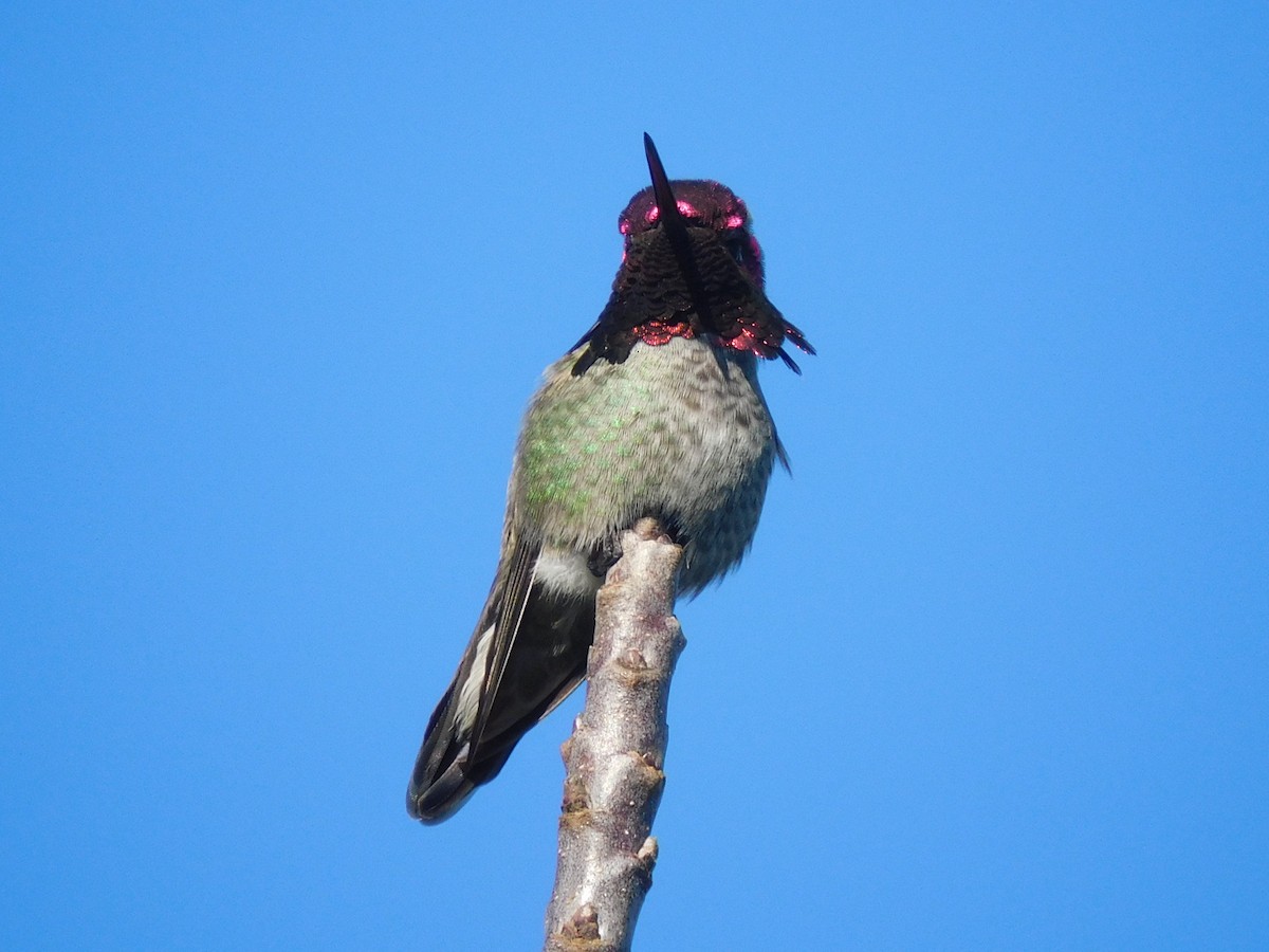 Anna's Hummingbird - Scott Schroeder
