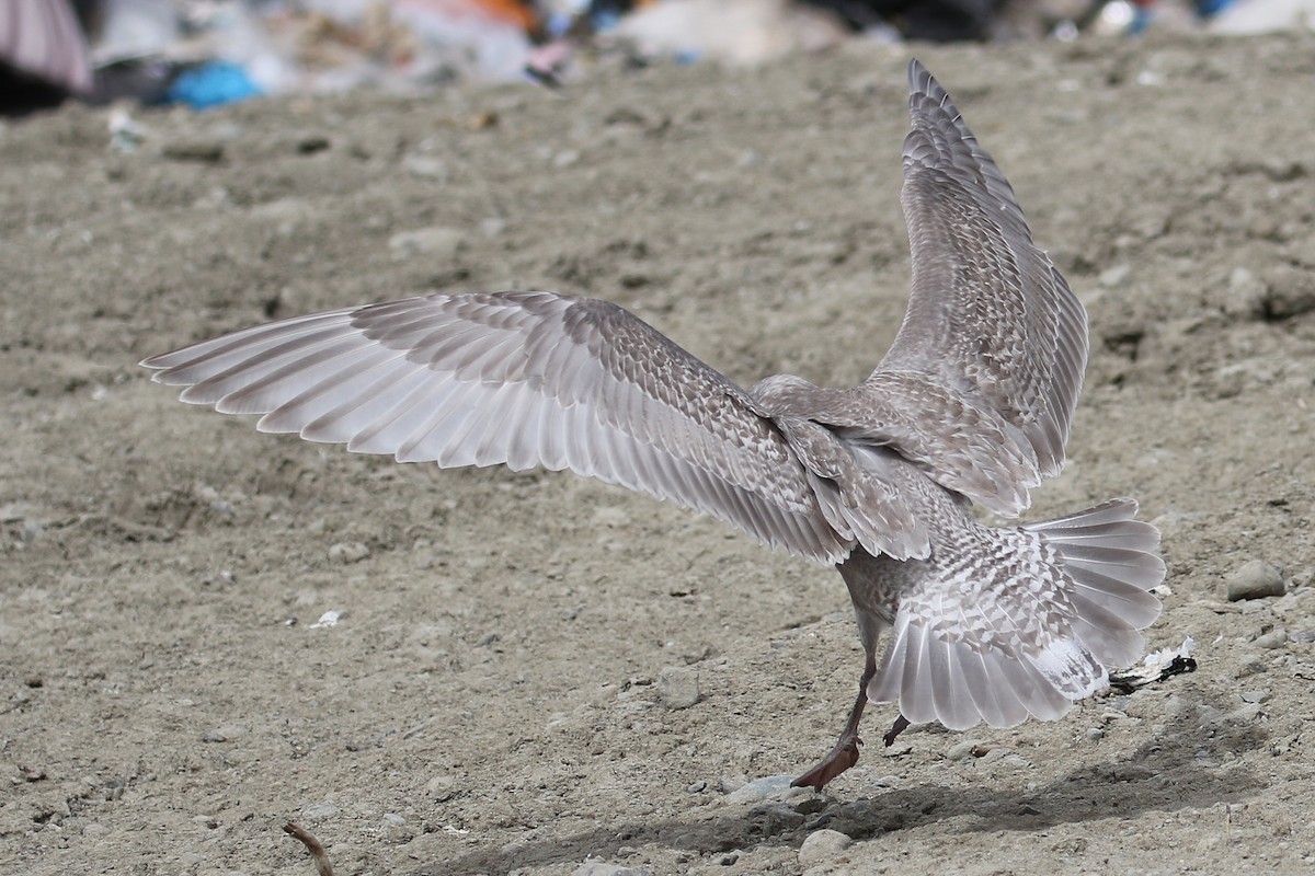 Glaucous-winged Gull - Cameron Eckert