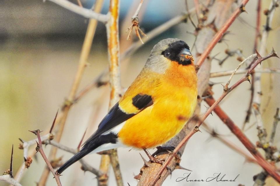 Orange Bullfinch - Ansar Ahmad Bhat