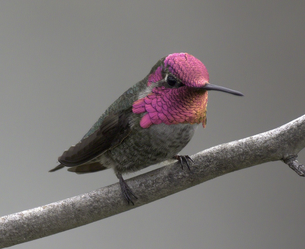 Anna's Hummingbird - ML323111291