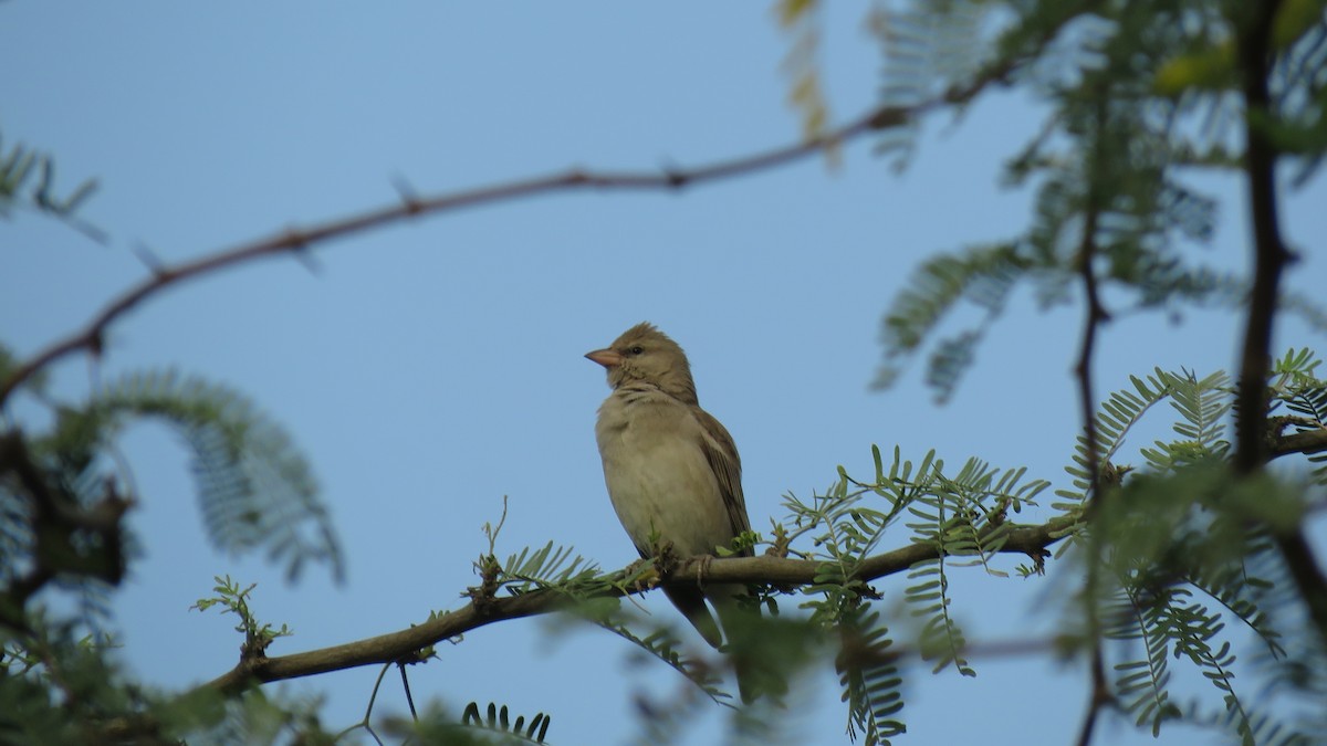 Yellow-throated Sparrow - Ali Mousavi