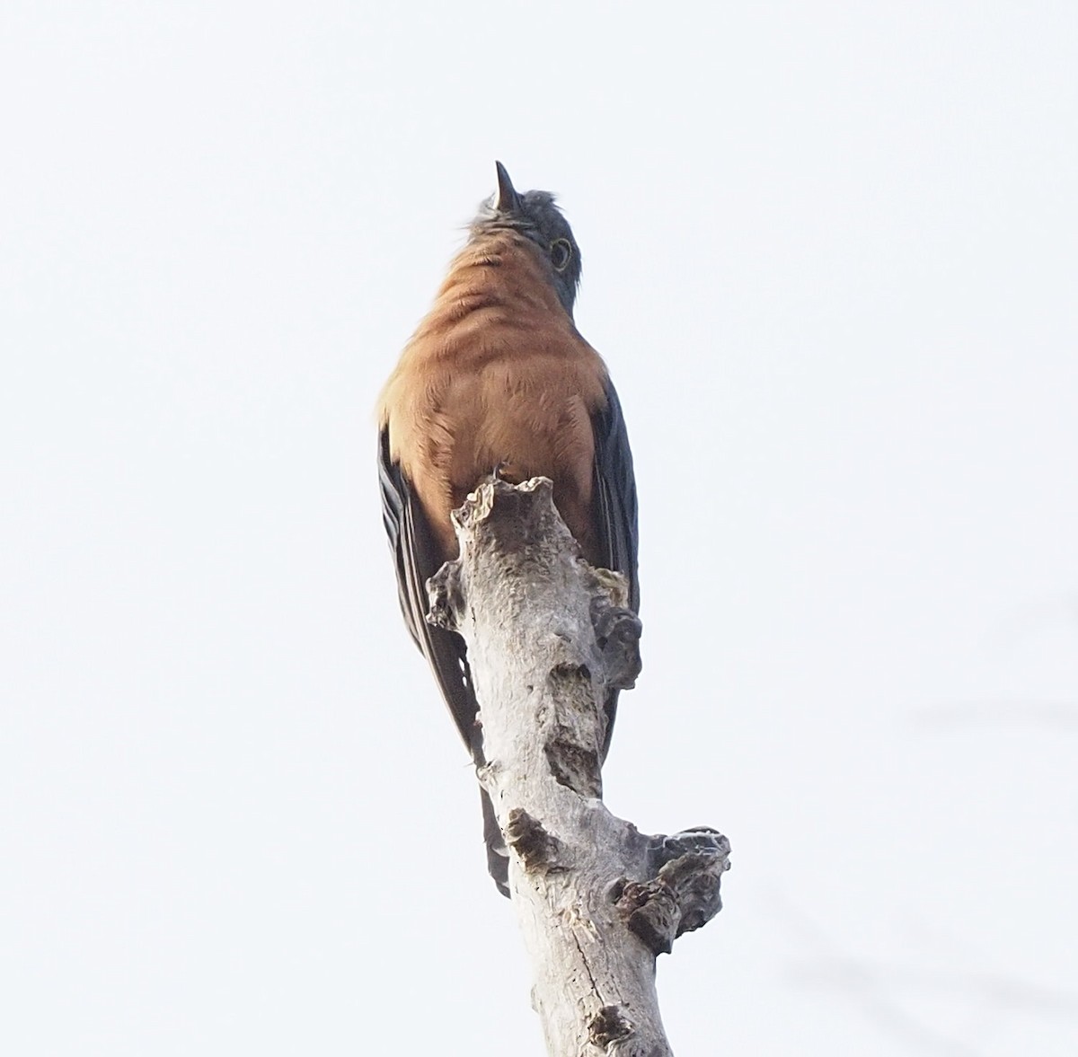 Chestnut-breasted Cuckoo - ML323113861