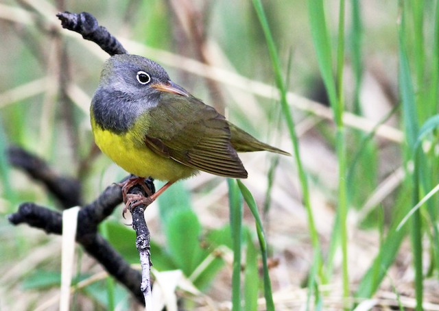 Definitive Alternate male Connecticut Warbler - Connecticut Warbler - 
