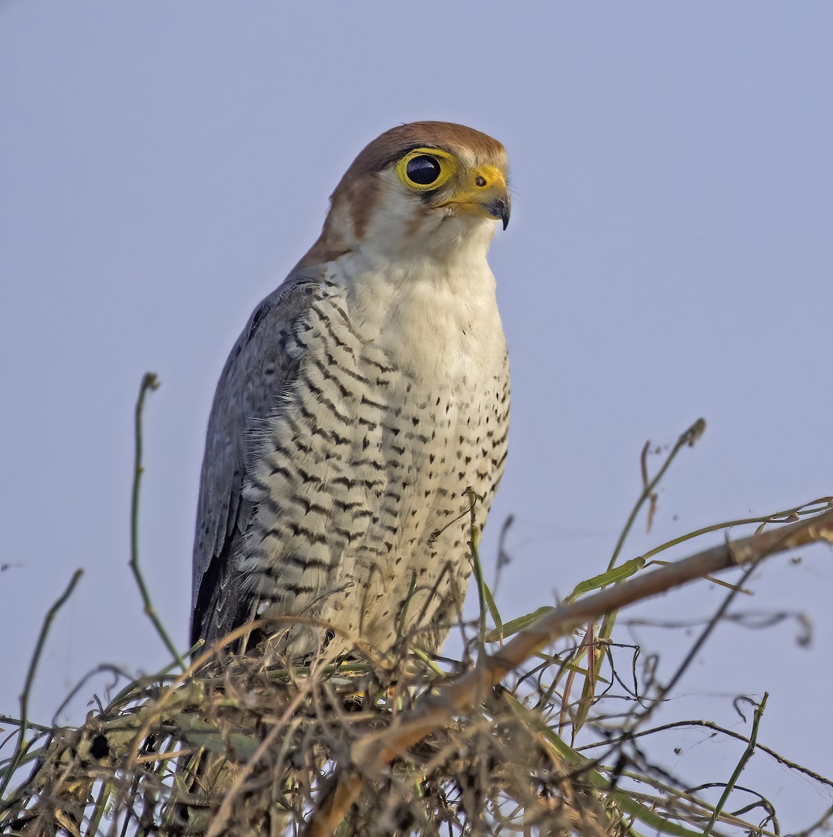 Red-necked Falcon - ML323115961