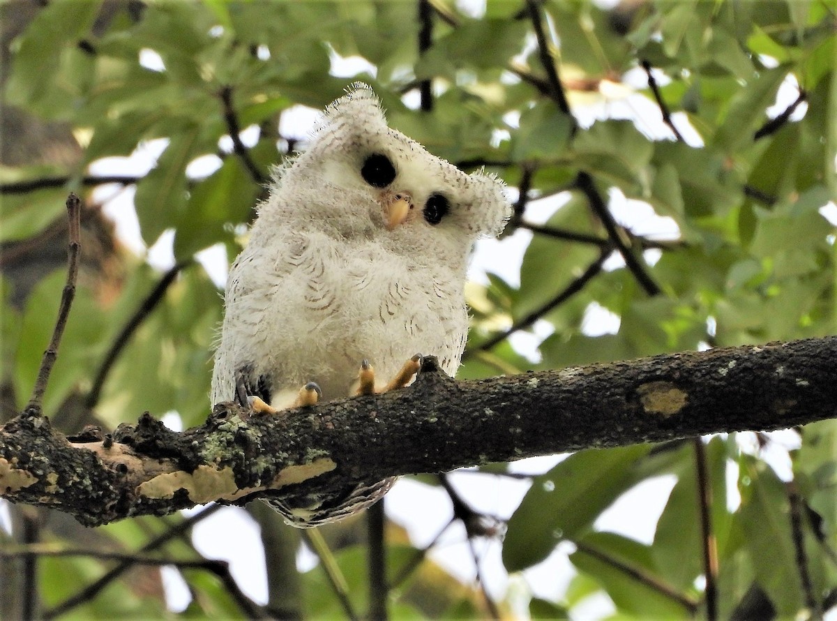 Barred Eagle-Owl - Khoo Meilin
