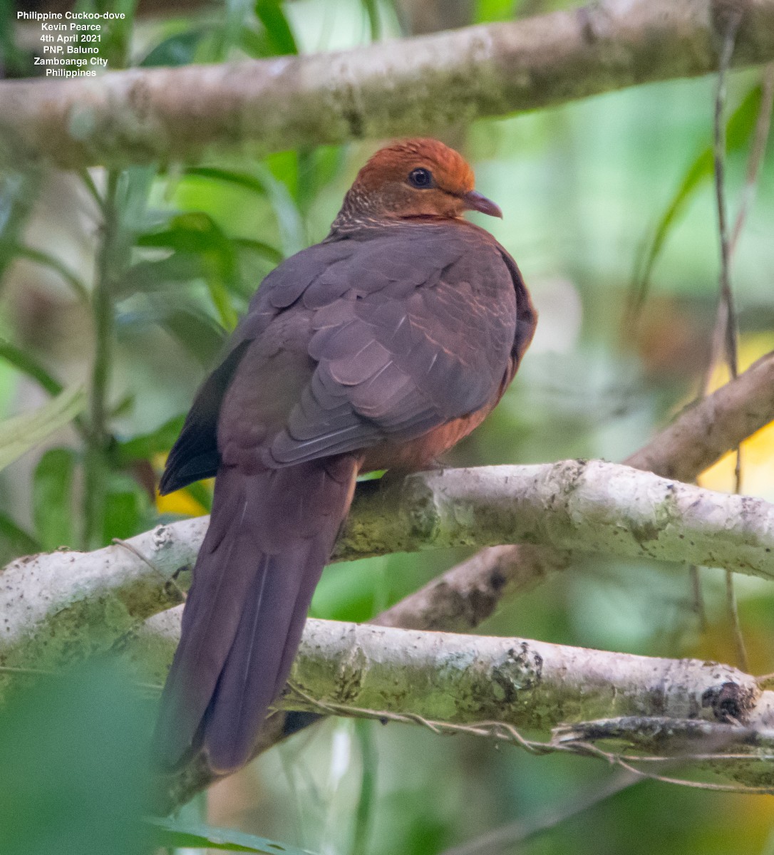 Philippine Cuckoo-Dove - ML323130411
