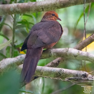 Philippine Cuckoo-Dove, ML323130481