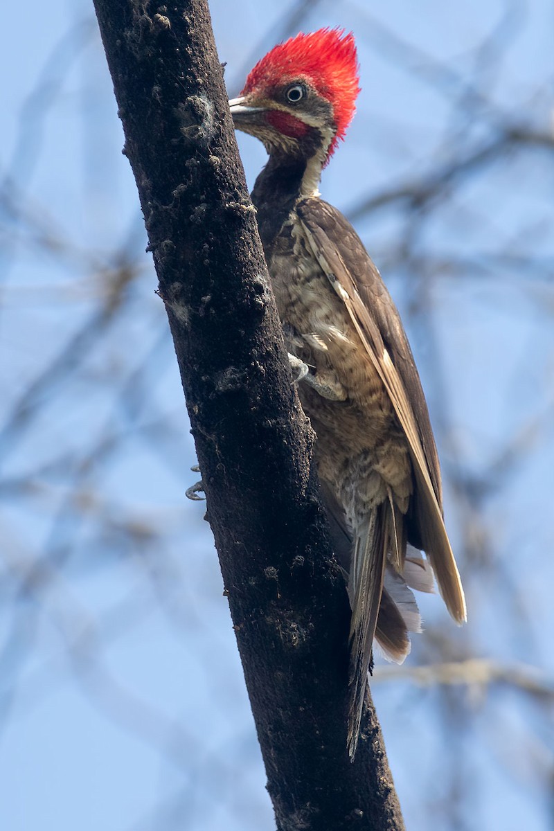 Lineated Woodpecker - Arthur Grosset