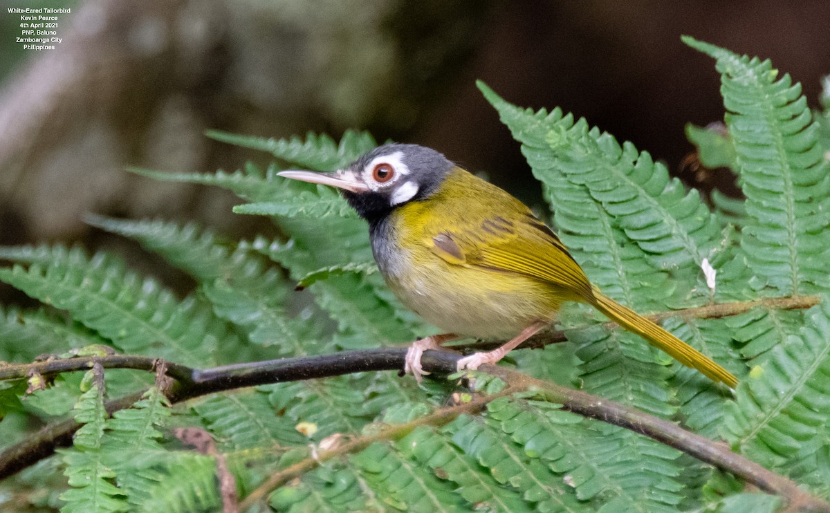 White-eared Tailorbird - Kevin Pearce
