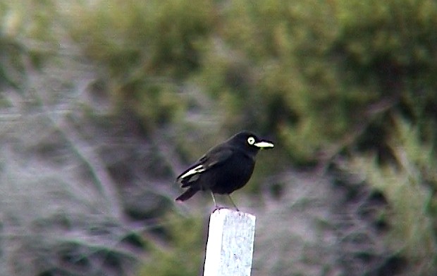 Spectacled Tyrant - ML323136801