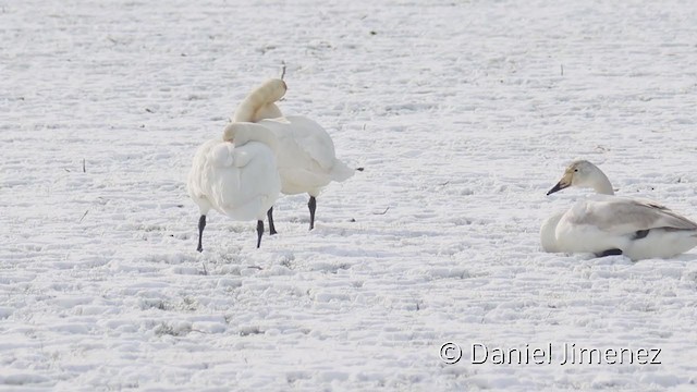  - Whooper Swan