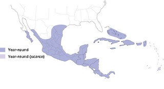 Figure 1. Year-round range of the Least Grebe in North and Central America and the Caribbean. - Range Map