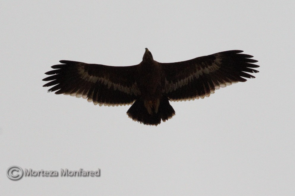 Steppe Eagle - morteza monfared