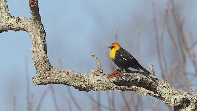 Yellow-headed Blackbird - ML323175601