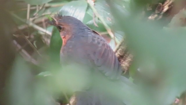  - Stresemann's Bristlefront