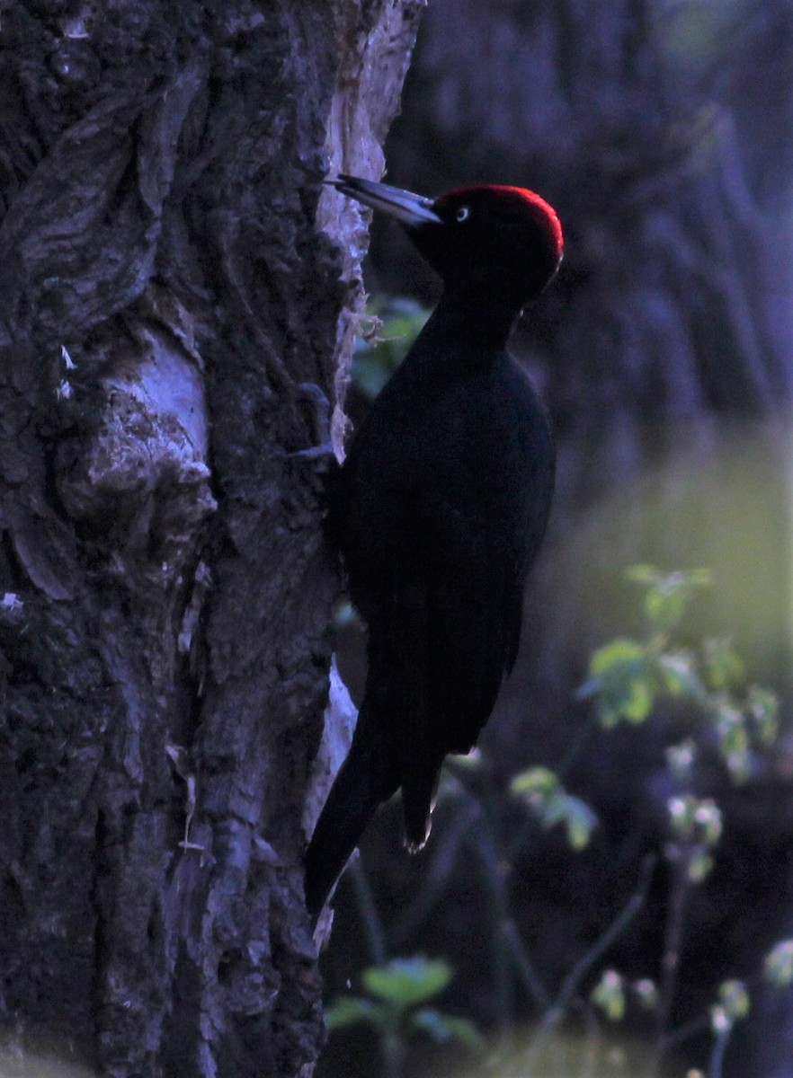 Black Woodpecker - Ferenc Domoki