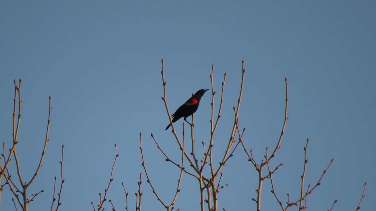 Red-winged Blackbird - ML323179161