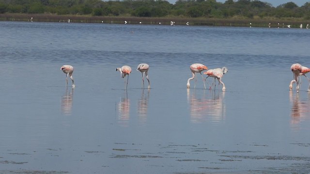 Şili Flamingosu - ML323179601