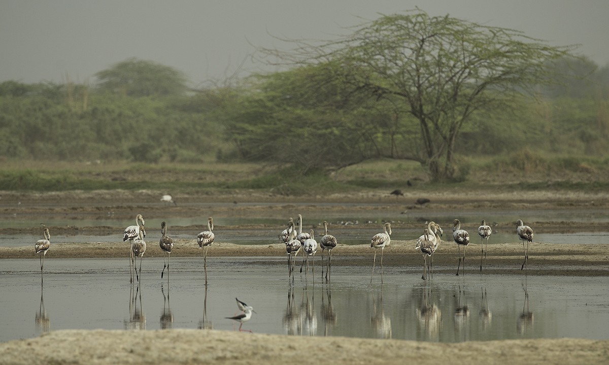 Greater Flamingo - Suresh Sharma