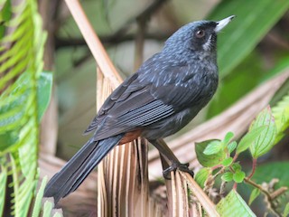  - Greater Flowerpiercer