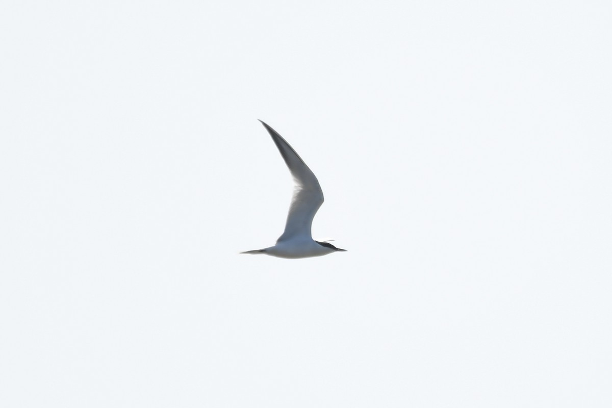 Common Tern - ML323181531