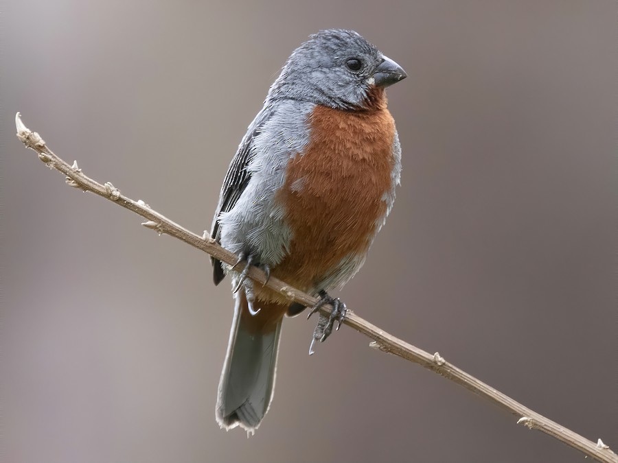 Chestnut-bellied Seedeater - eBird
