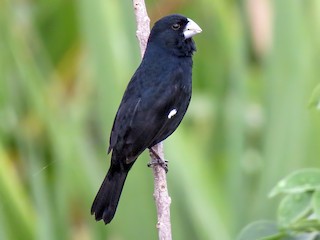  - Large-billed Seed-Finch