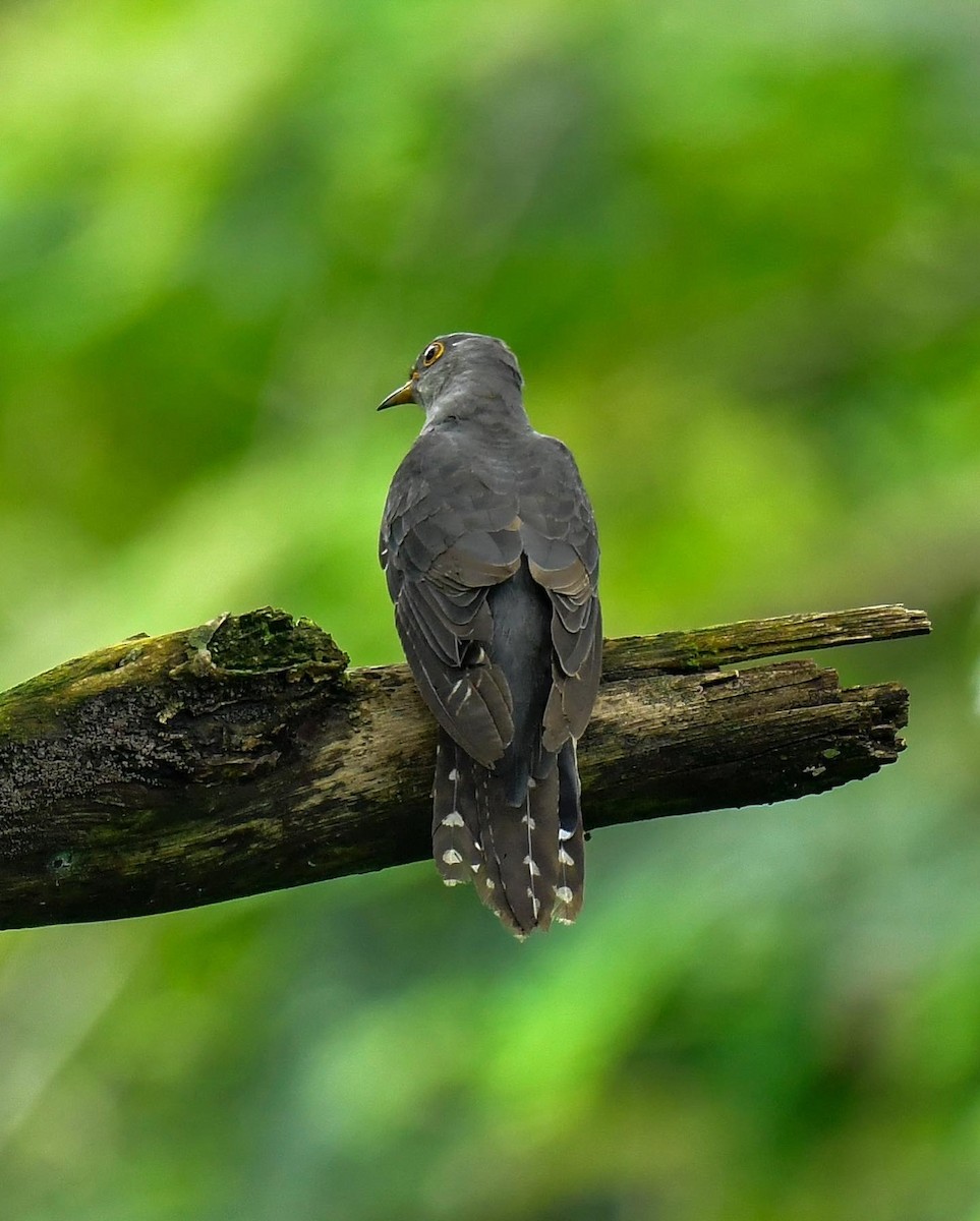 Himalayan Cuckoo - Norhafiani  A Majid