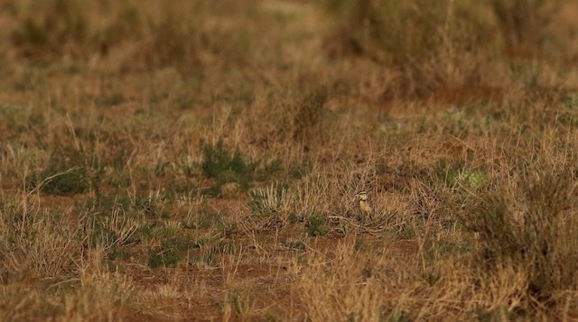 Bird in its habitat; Arizona, United States. - Chihuahuan Meadowlark - 