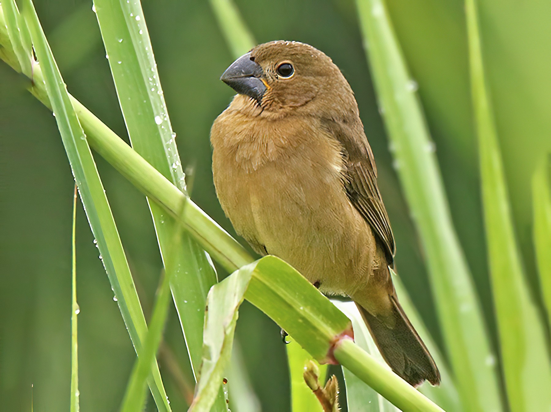 Large-billed Seed-Finch - Roger Ahlman