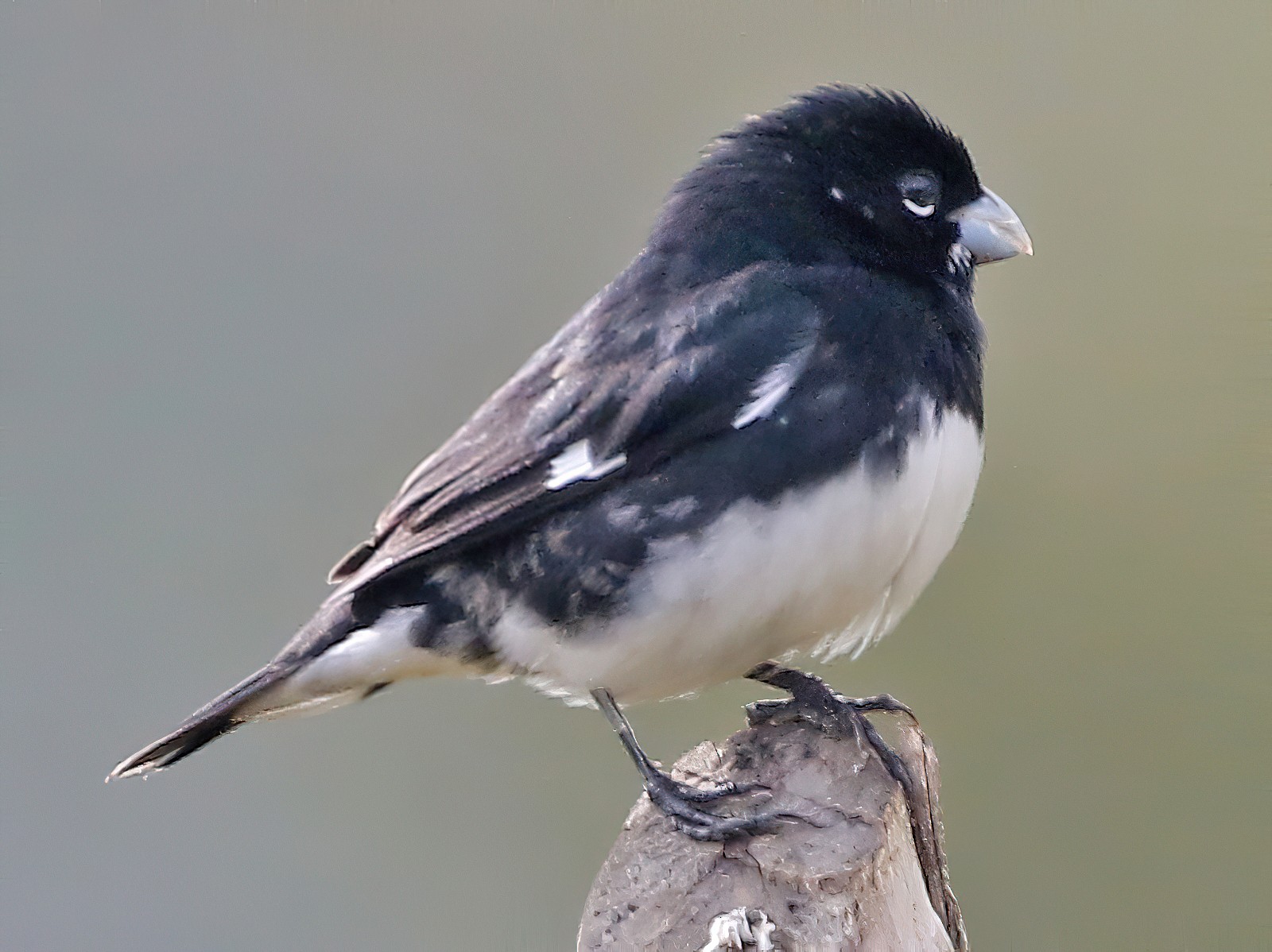 papa-capim-preto-e-branco (Sporophila luctuosa)