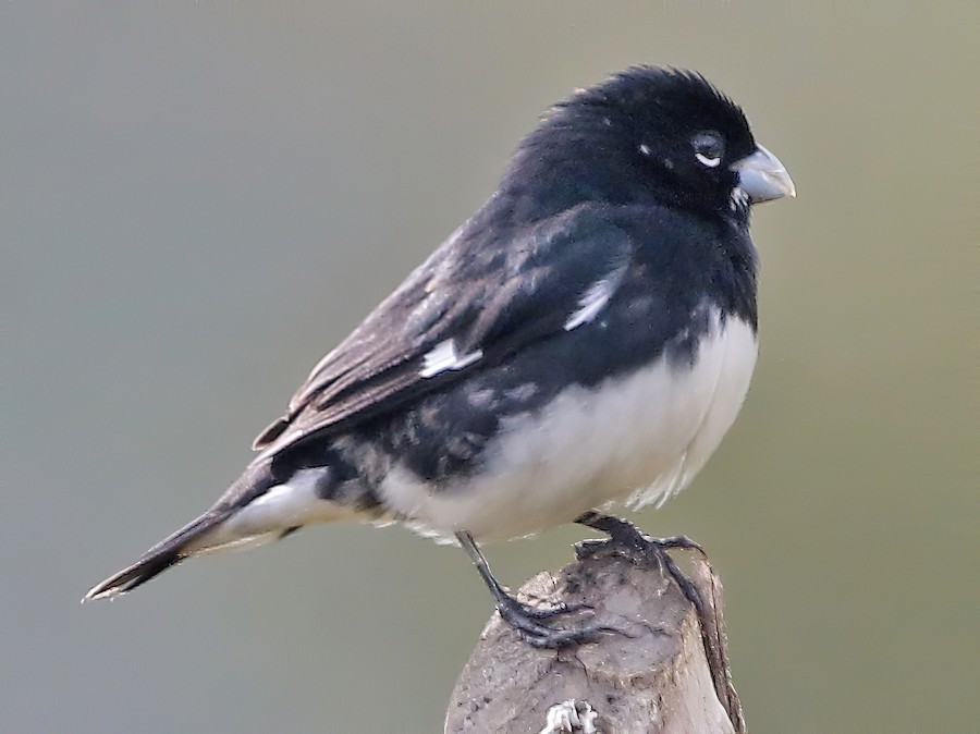 PAPA CAPIM CANTA LIMPINHO Sporophila nigricollis 