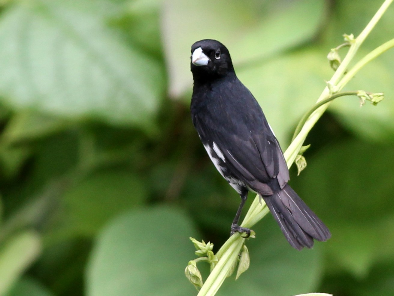 PAPA CAPIM CANTA LIMPINHO Sporophila nigricollis 